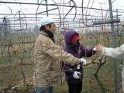 剪定グレイスワイン