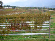 勝沼ワイナリーツアー