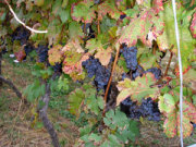 勝沼ワイナリーツアー